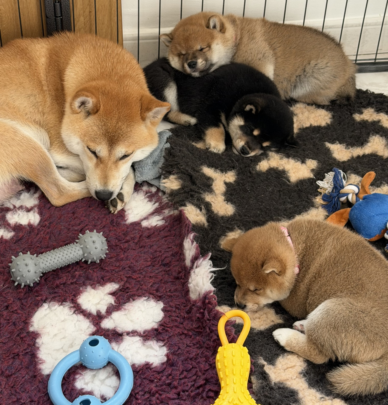 Chiot Shiba Taiyo No Senshi